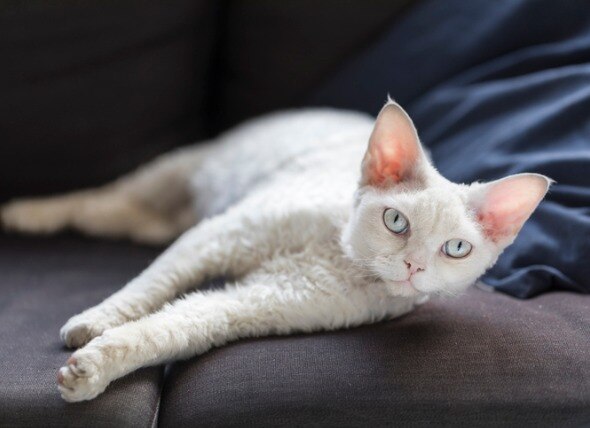 white devon rex cat lounging on their side