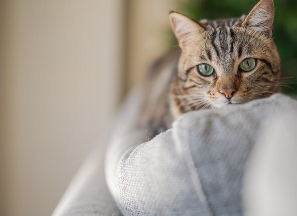 happy cat