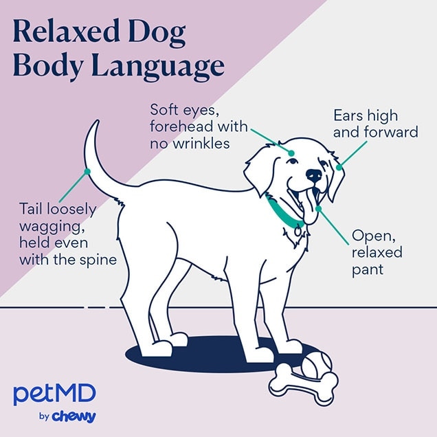 illustration of a dog with relaxed body language