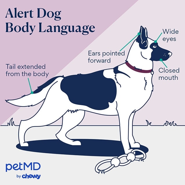 illustration of a dog with alert body language