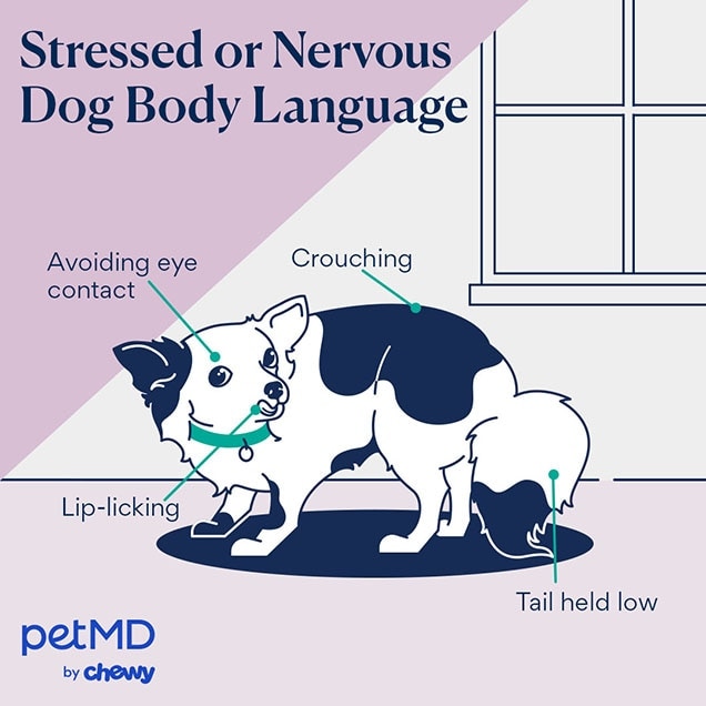illustration of a dog with nervous or stressed body language