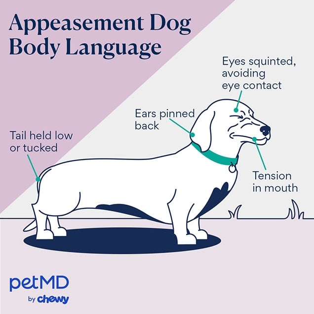 illustration of a dog with appeasement body language