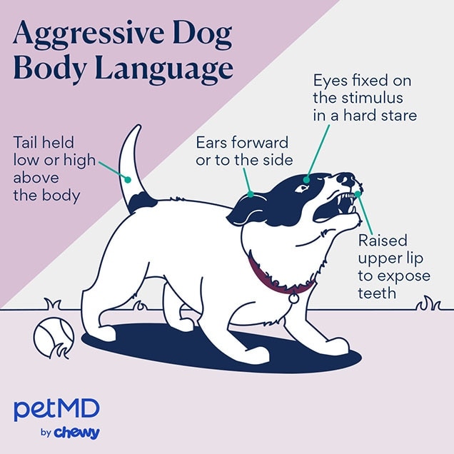 illustration of a dog with aggressive body language