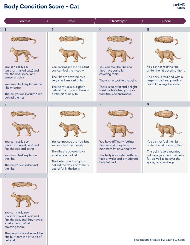 cat body condition score; a diagram illustrating how to appropriately assign a body condition score to a cat.