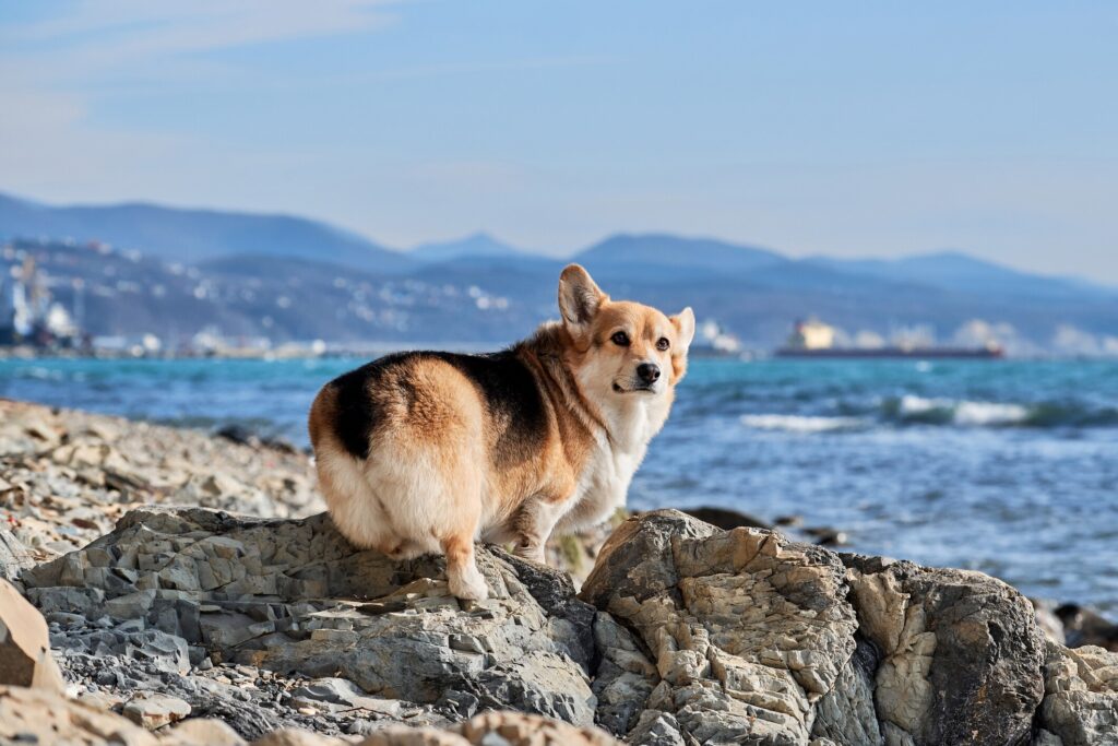 A Corgi sits at the seaside.