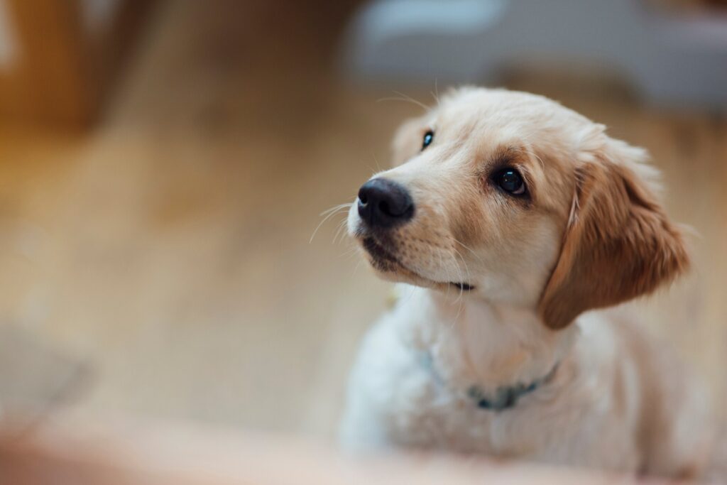Photo of a puppy watching their pet parent during puppy training Tags:
