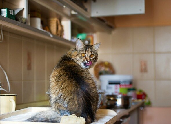 fluffy tabby cat sitting on a kitchen countertop