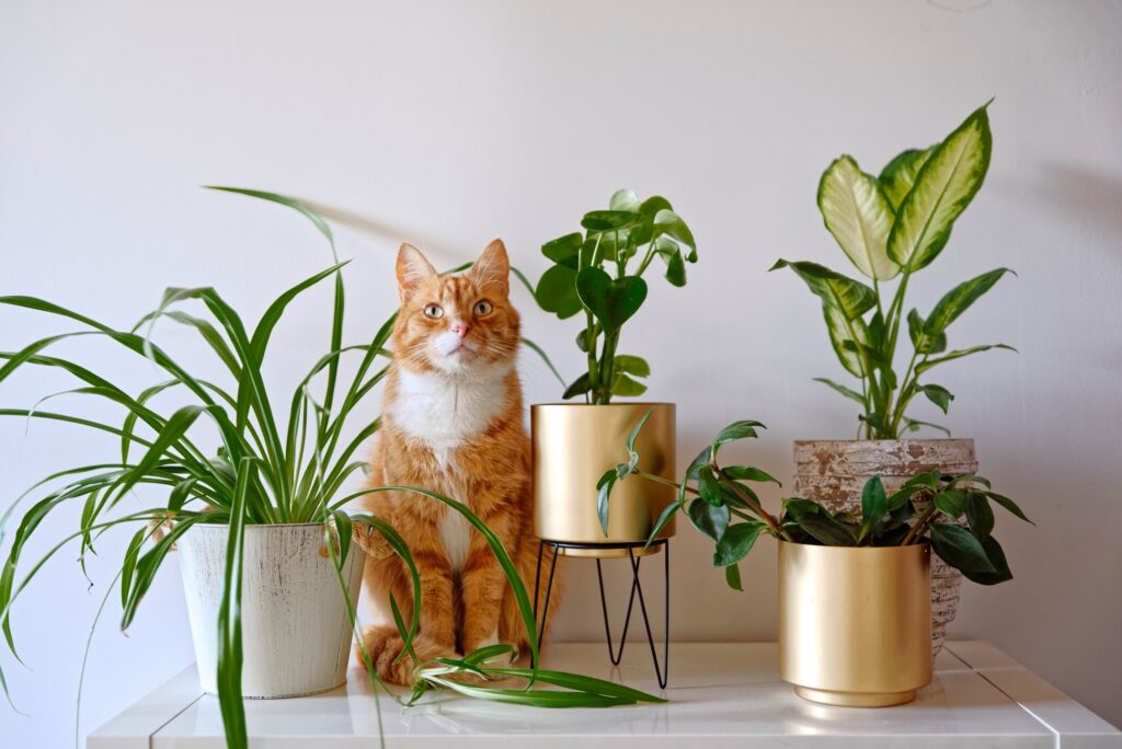 orange cat sitting among houseplants looking up
