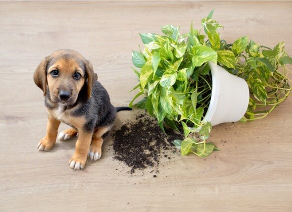 dog-spilled-house-plant