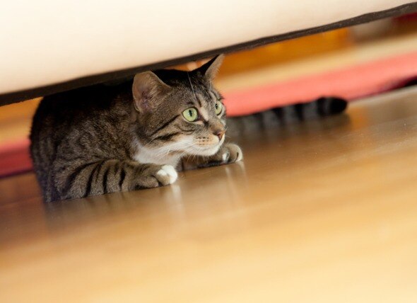 tabby cat hiding underneath a couch