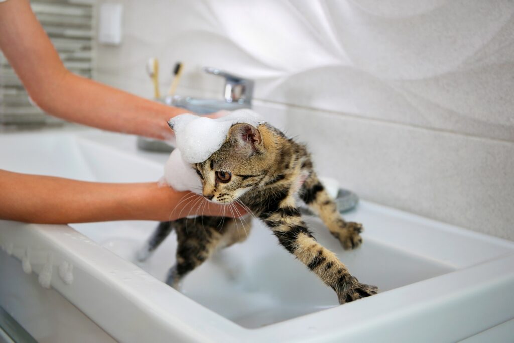 how to get rid of fleas on kittens; a kitten is bathed by her pet parent.