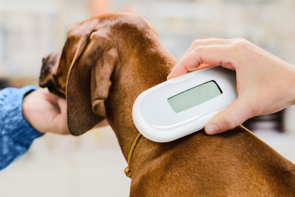 A dog's microchip is checked by a vet.