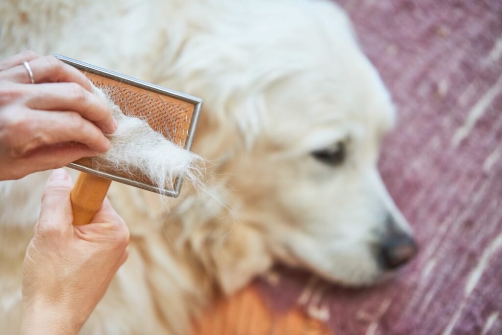 white golden retriever lying down with a human brushing them