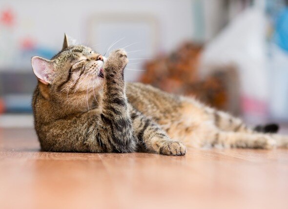 brown tabby cat licking his paw