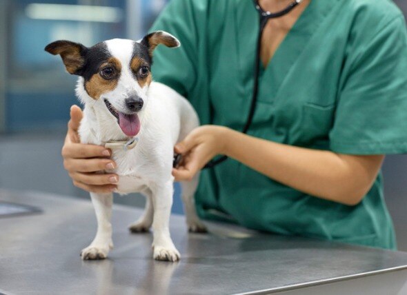 Heartworm treatment costs for dogs. Dog getting a checkup.