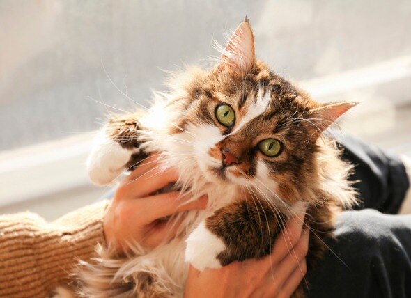 cat cuddling with owner