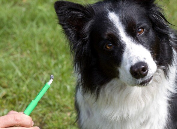 border collie dog looking at a tick removal tool