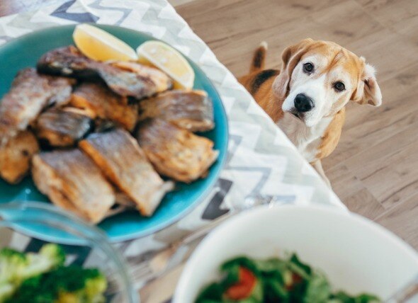 dog looking at plate on table full of fish