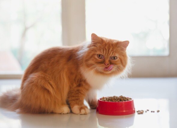 A cat sits by their food bowl.