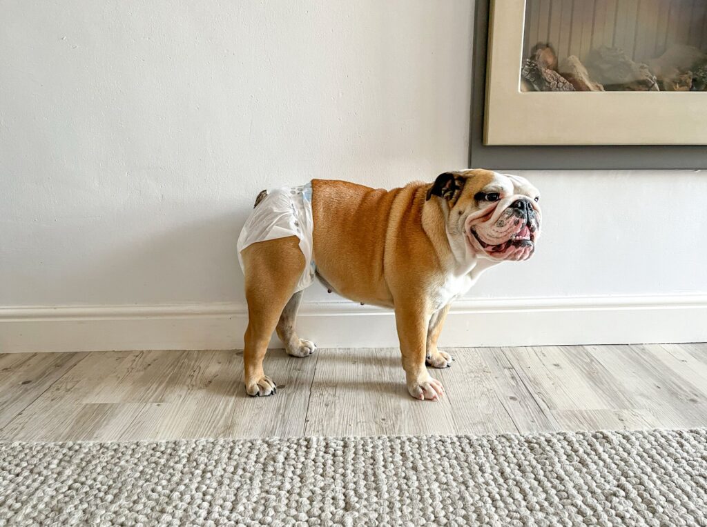 dog in heat; an English Bulldog wears a diaper.