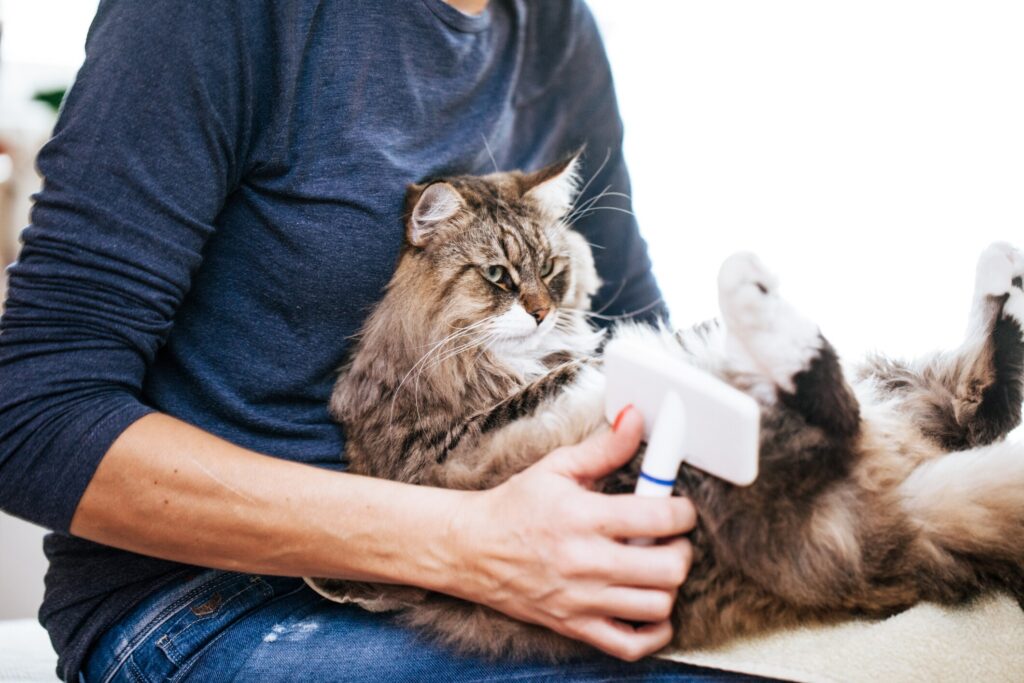 how to remove a tick from a cat; woman holds cat in lap while removing tick