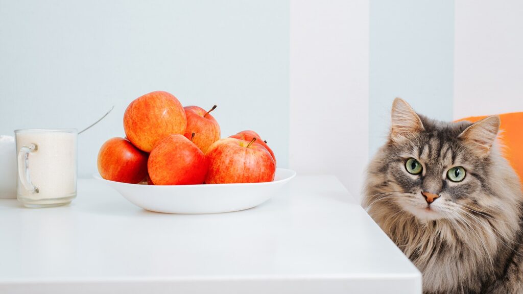 what fruits can cats eat: cat next to bowl of apples