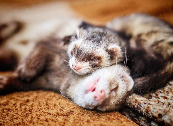 ferret