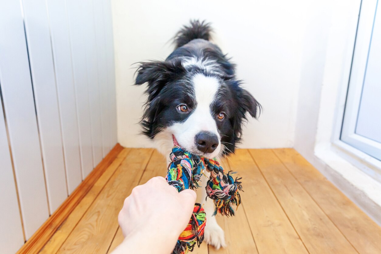 www.petmd.com