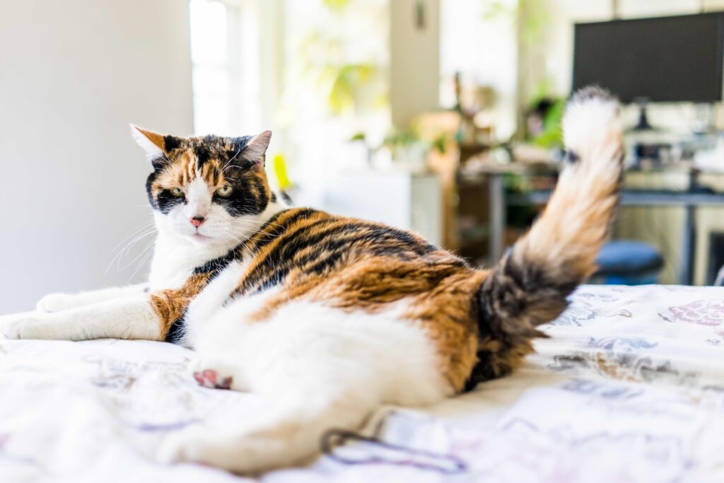 calico cat lying on a bed with their tail flicking