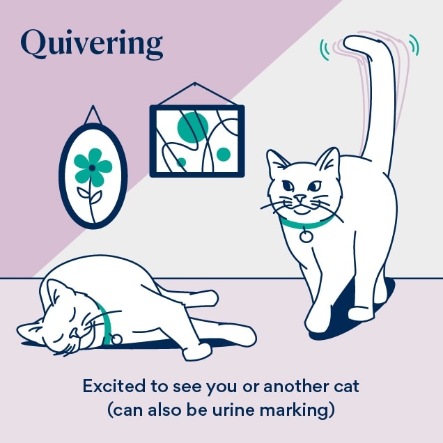illustration of a cat tail illustration of a quivering tail