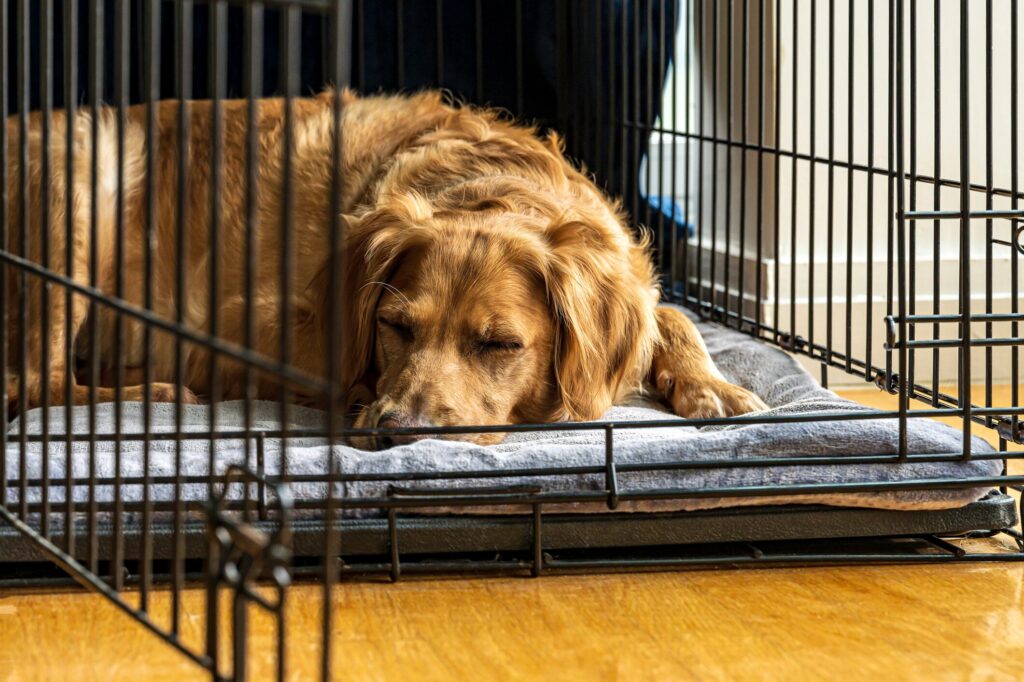 An adult dog sleeps in their crate.