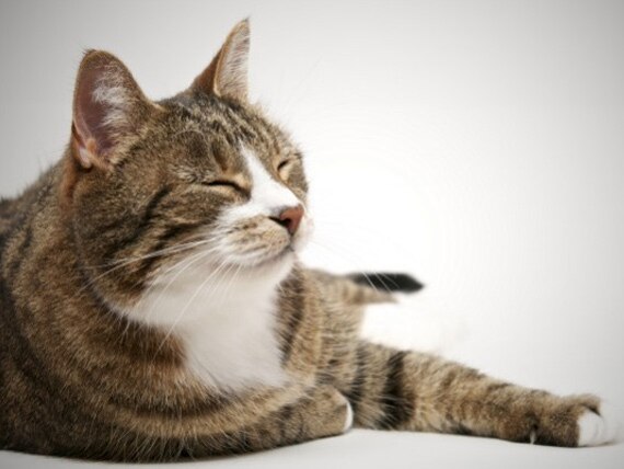 cat lying down
