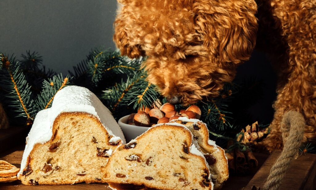 can dogs eat raisins: dog sniffing raisin bread