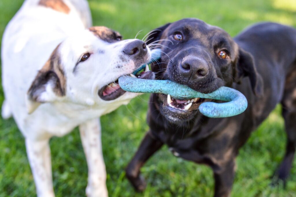 Two pups share a toy.