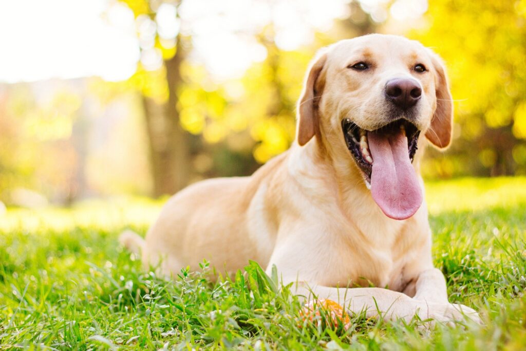 yellow lab lying in grass with his tongue out