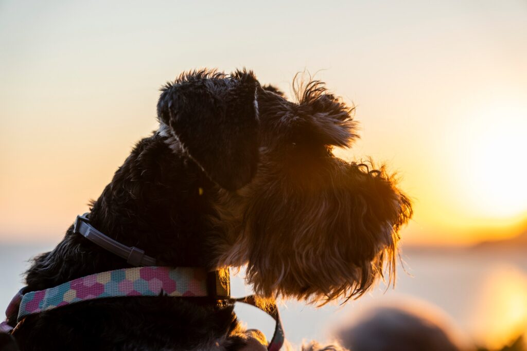 A Schanuzer sits by a sunset.