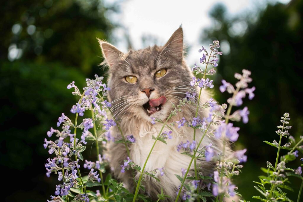 cat standing in a catnip plant and licking his lips