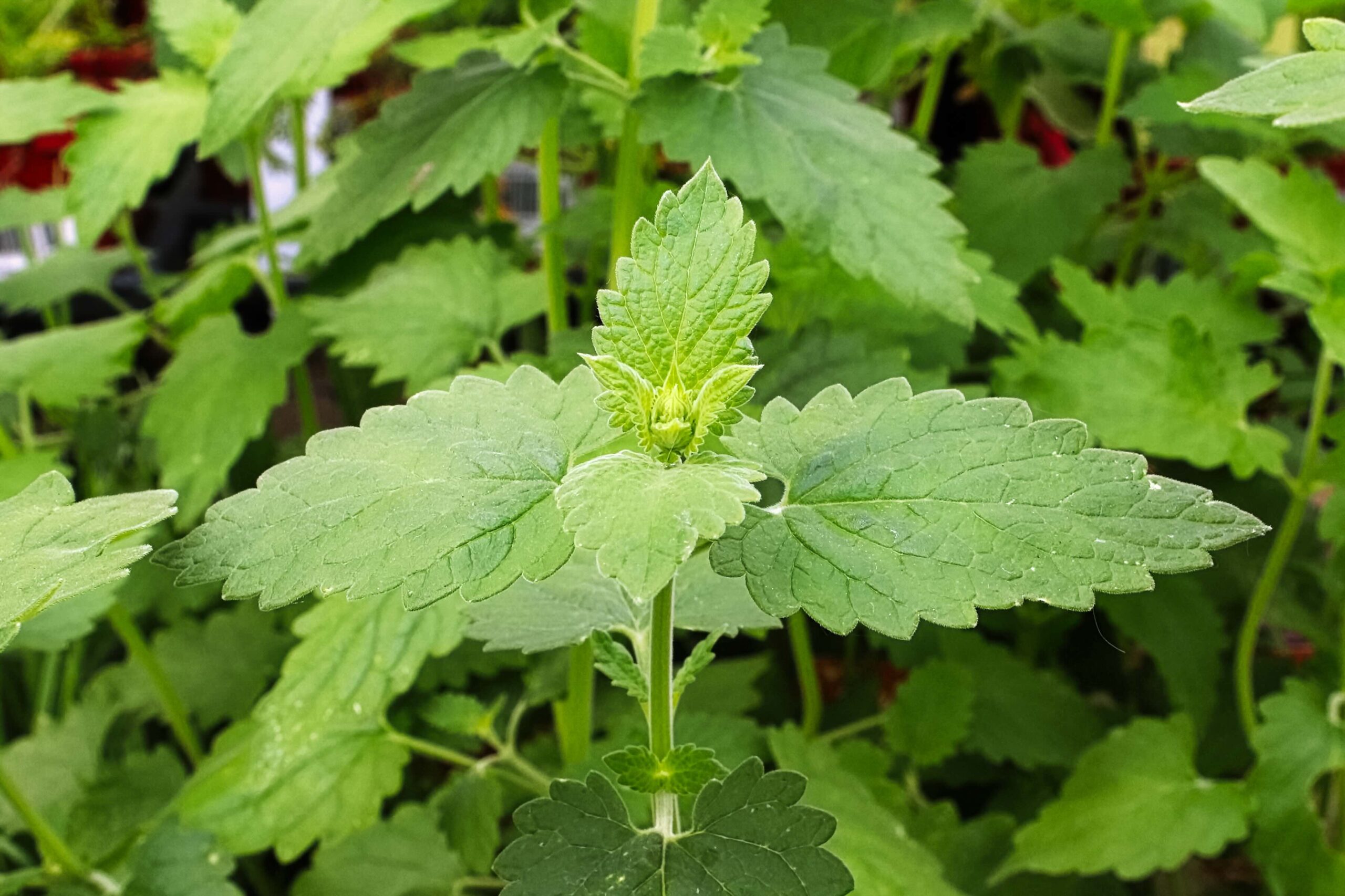 close-up of a catnip plant's leaves