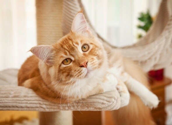 cat laying on cat tree