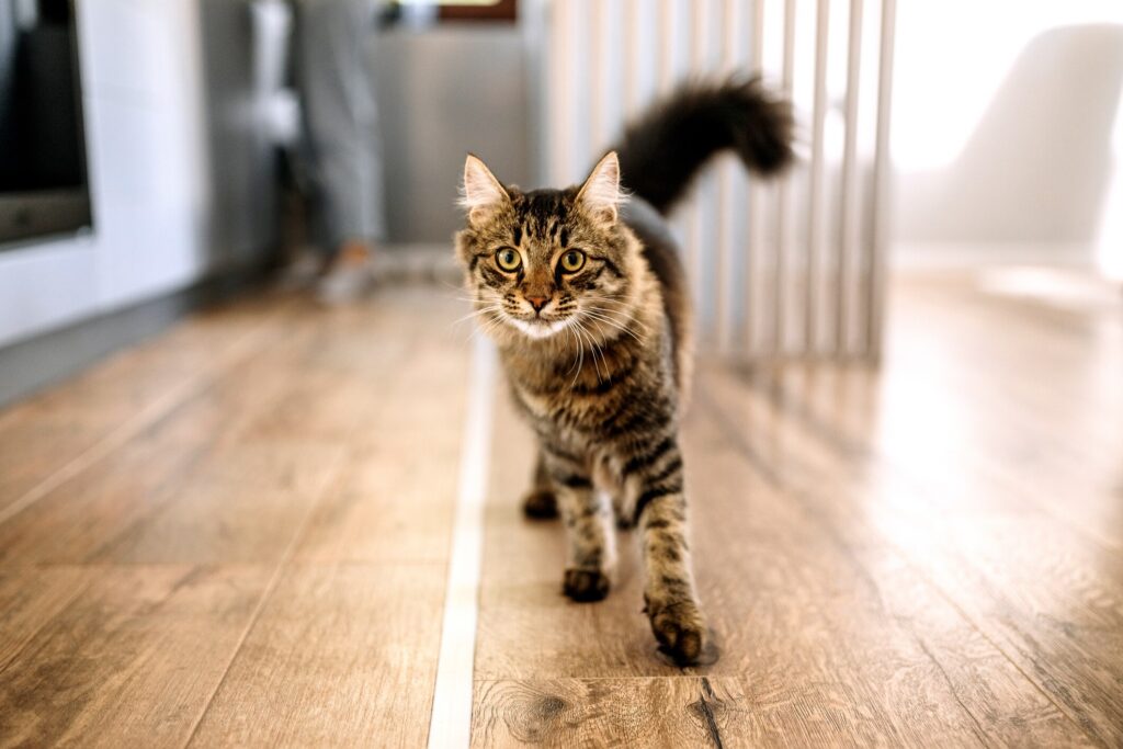 A striped cat.