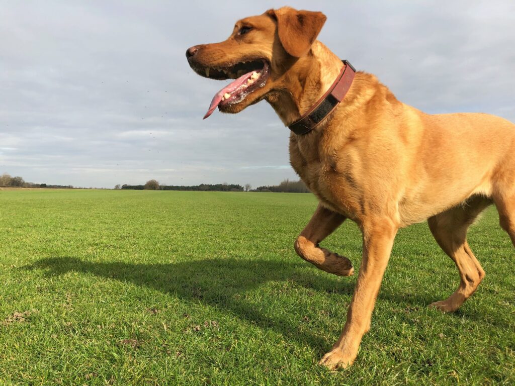 Why is my dog limping: A dog limps.