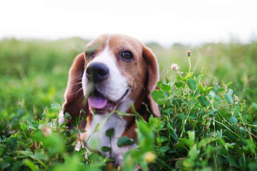 A Beagle sits in a field.