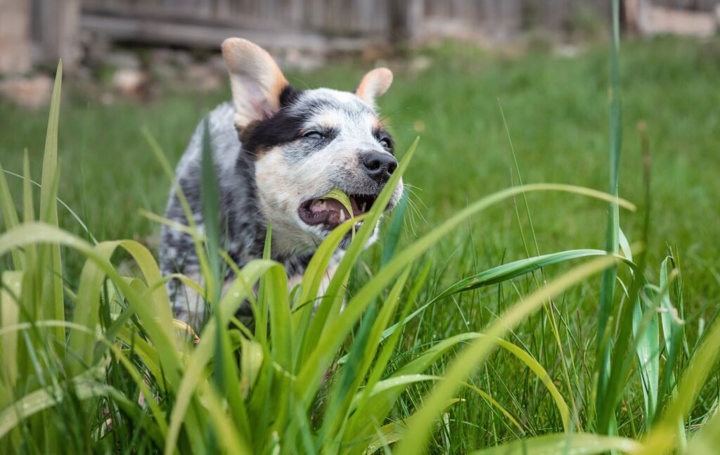 An Australian Cattle Dog eats grass.