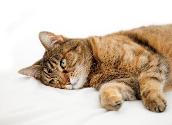brown tabby cat lying on a white sheet and looking sad