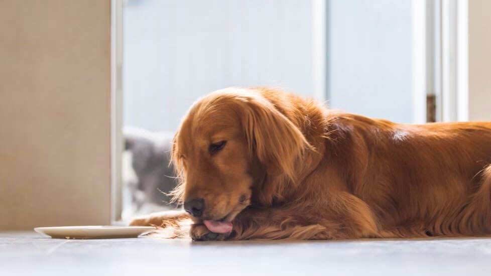 Dog licking their leg. Excessive dog licking may be due to allergies, fleas, pain and other medical or behavioral issues.