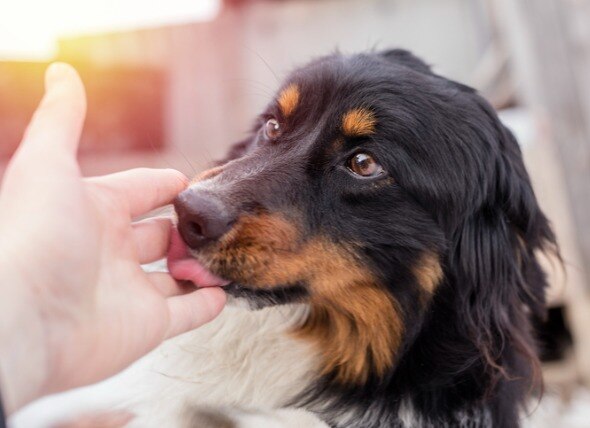 black and brown dog licking a person's hand