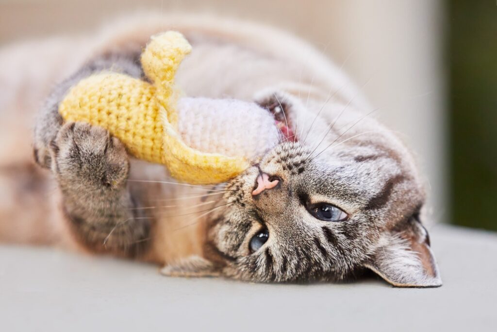 A cat plays with a cat toy with silvervine in it.