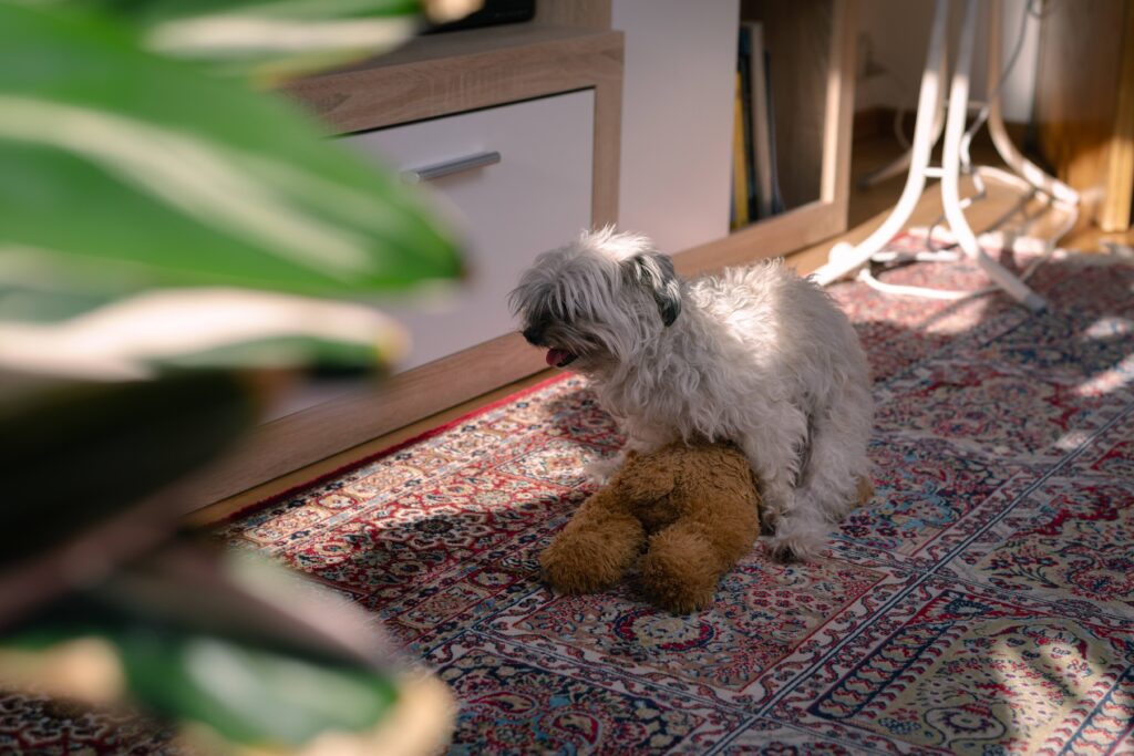 small, scruffy dog humping a teddy bear in a living room