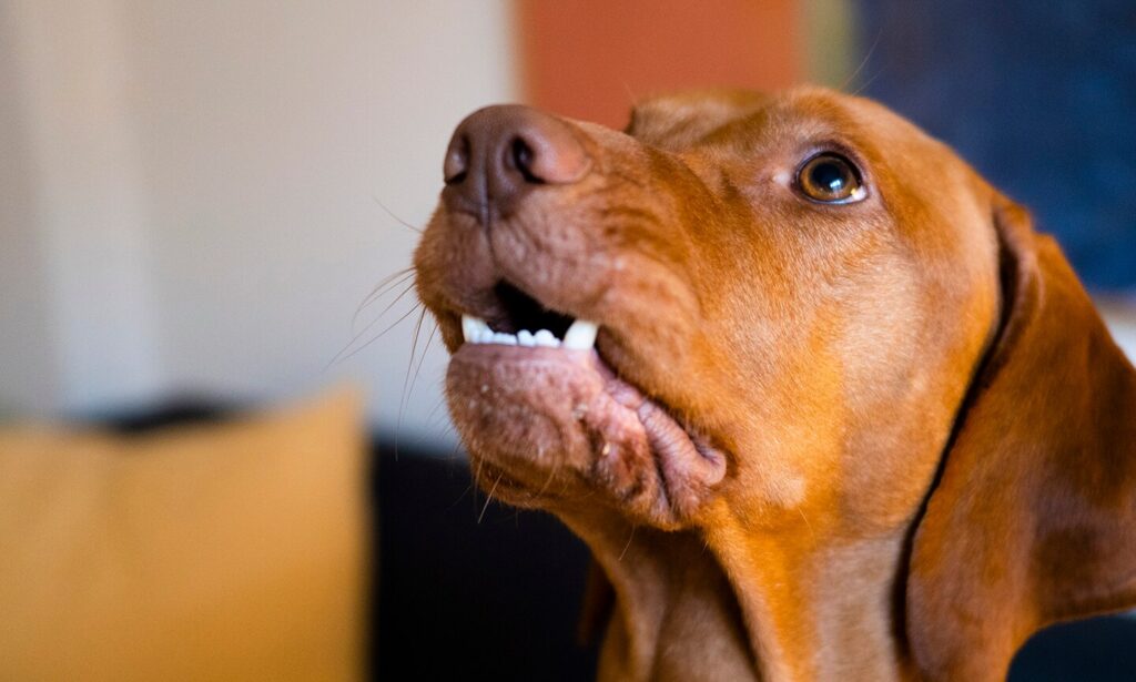 dog teeth chattering: dog chattering their teeth