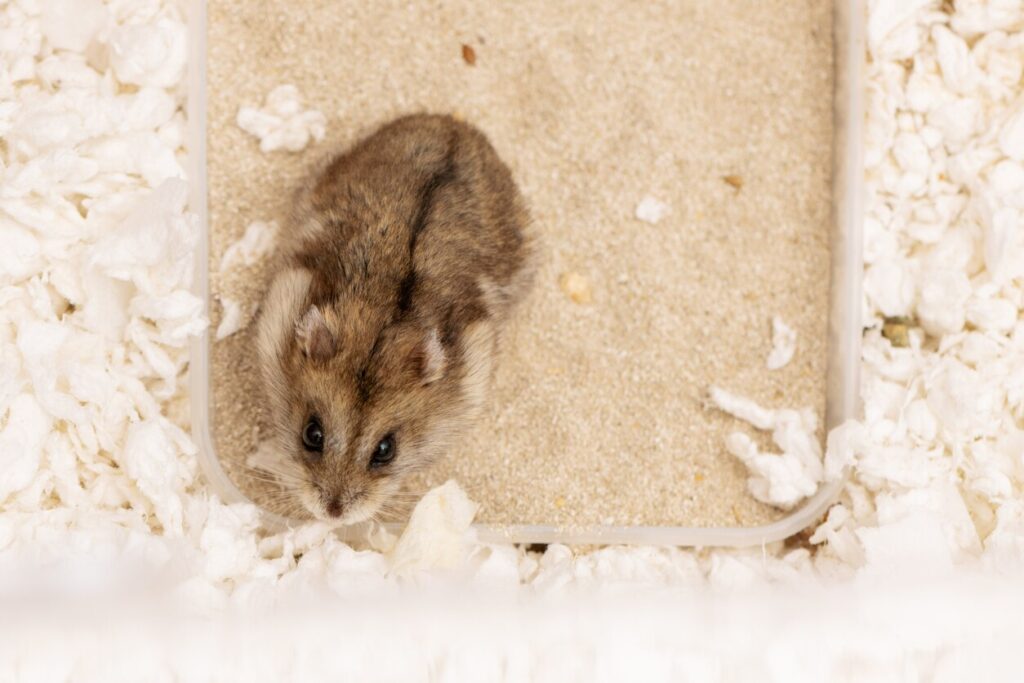 gray dwarf hamster top view